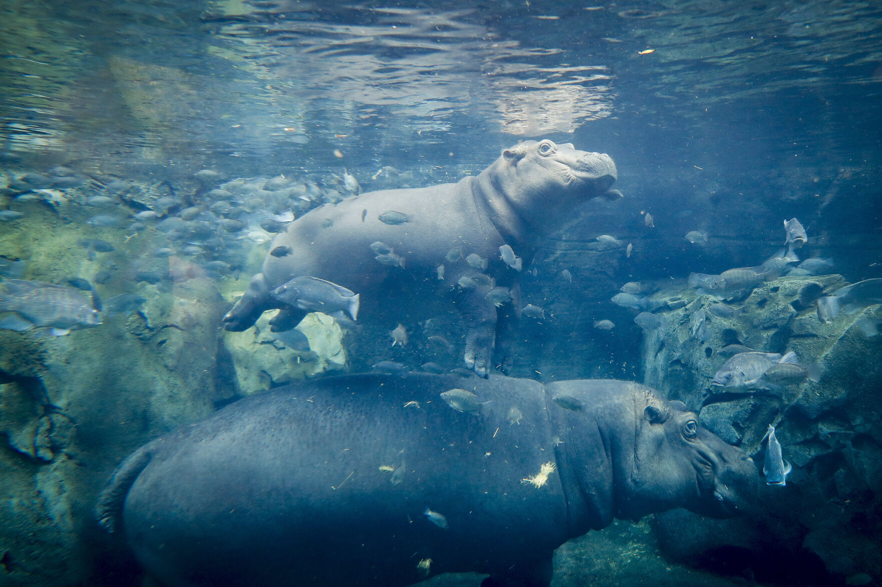 Hippos